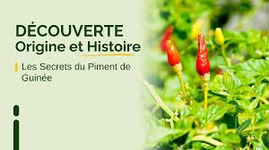vente de piment de guinee rouge